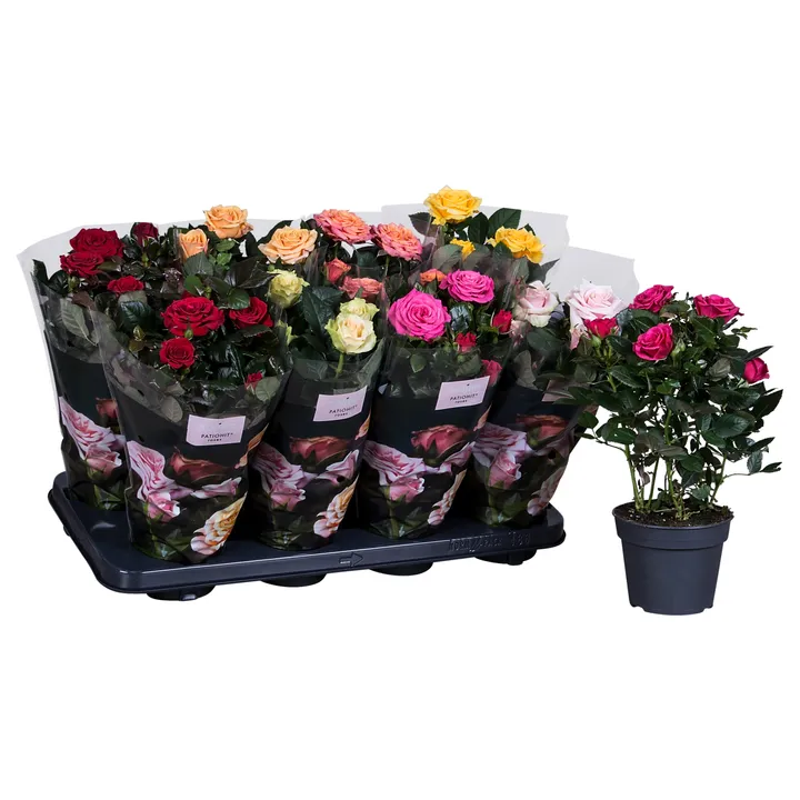 rose plant indoor-greensouq new