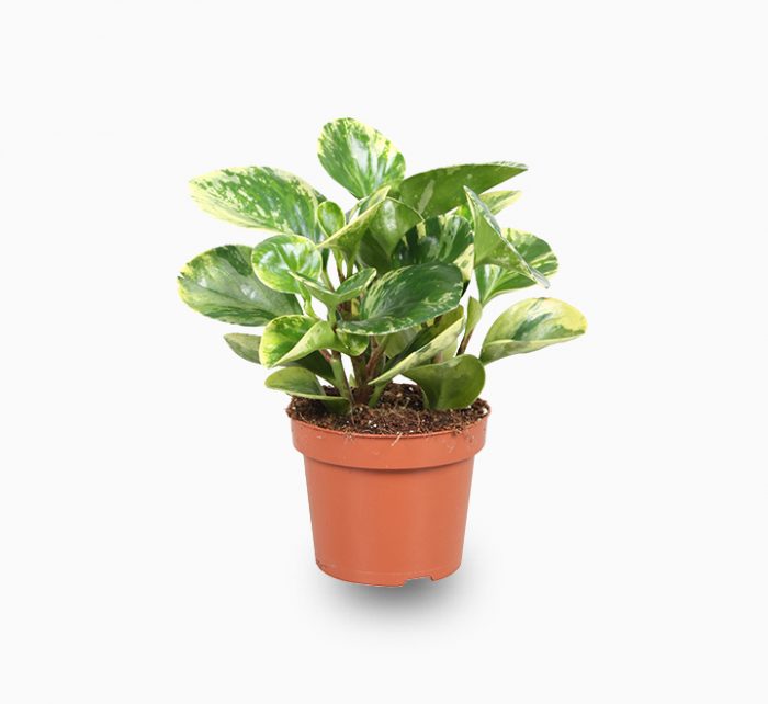 Peperomia marble or Variegated Peperomia 10 – 15cm
