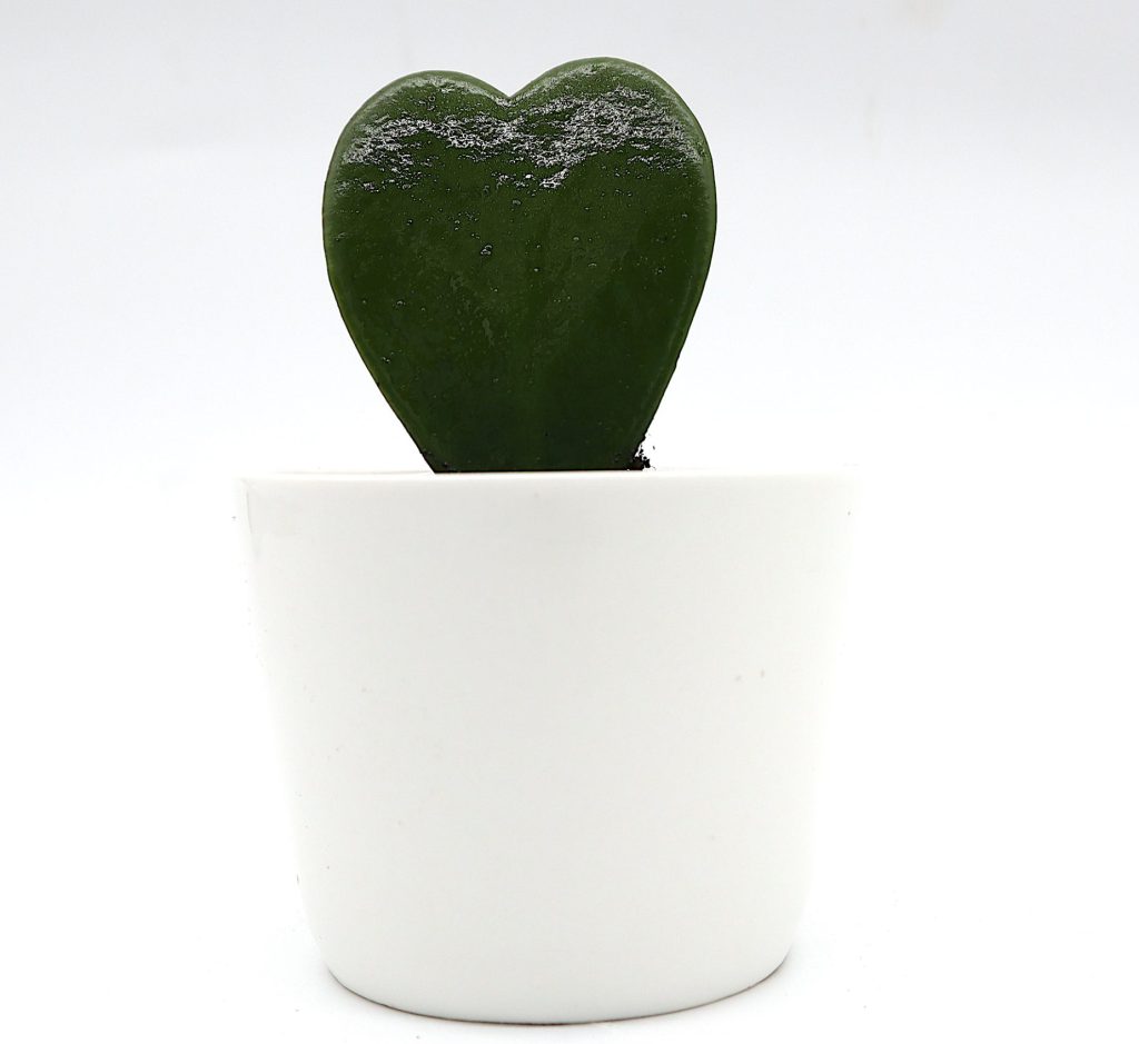 Hoya Kerrii Or Lucky Heart 6-10cm - Buy Online - Green Souq UAE