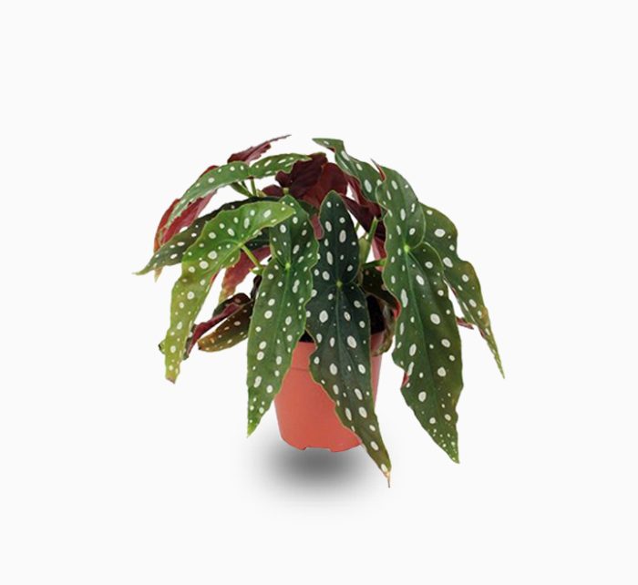 Begonia maculata or Polka Dot begonia 25 – 35cm