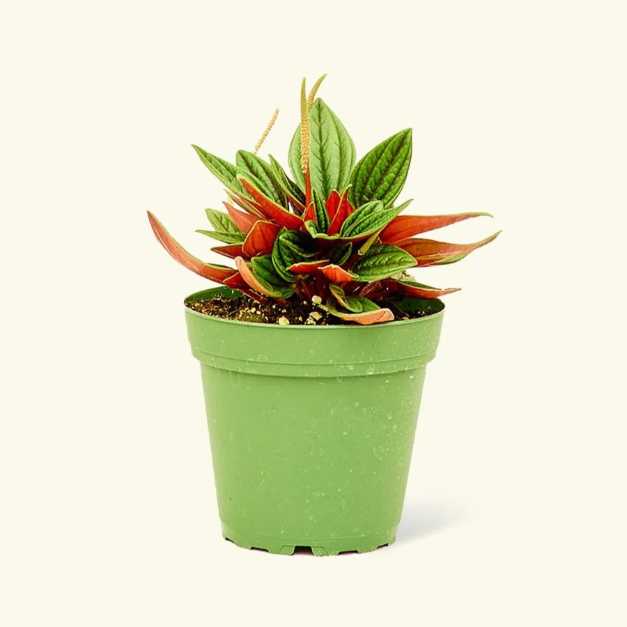 peperomia_caperata_greensouqf