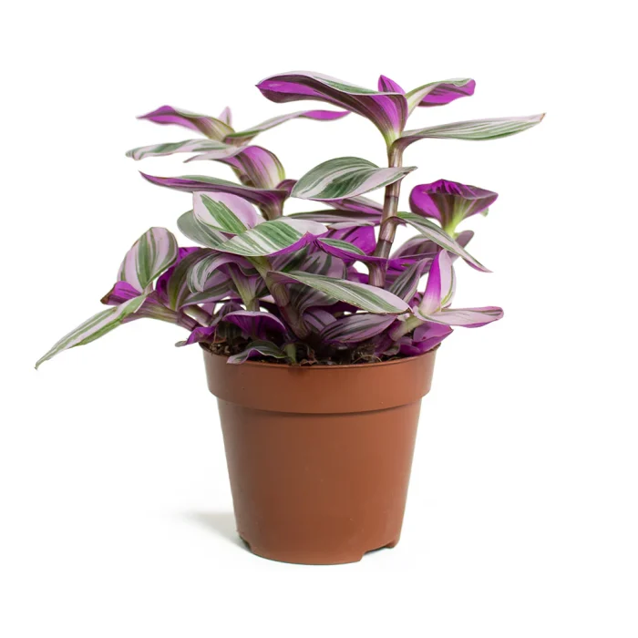 tradescantia greensouq