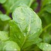 spinach Greensouq