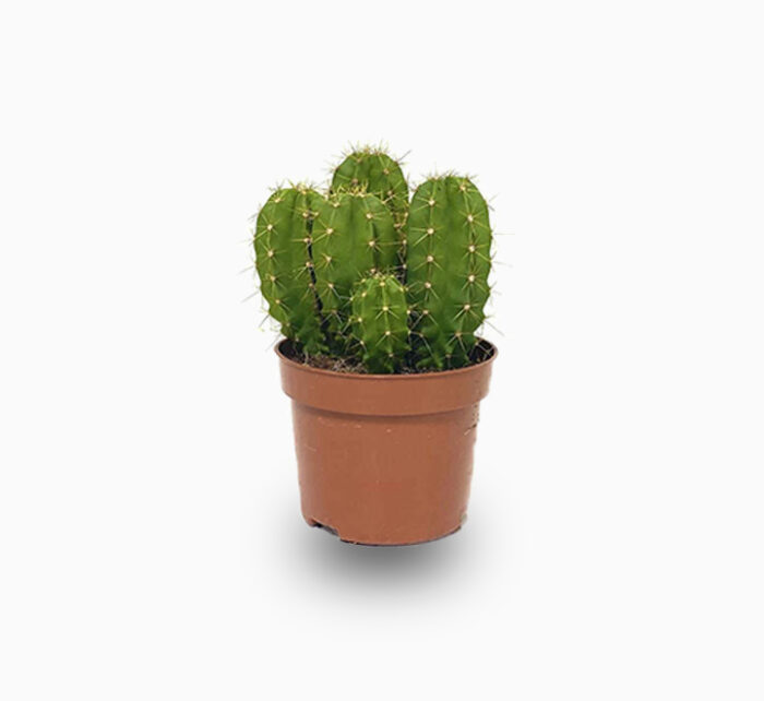 Echino Cactus