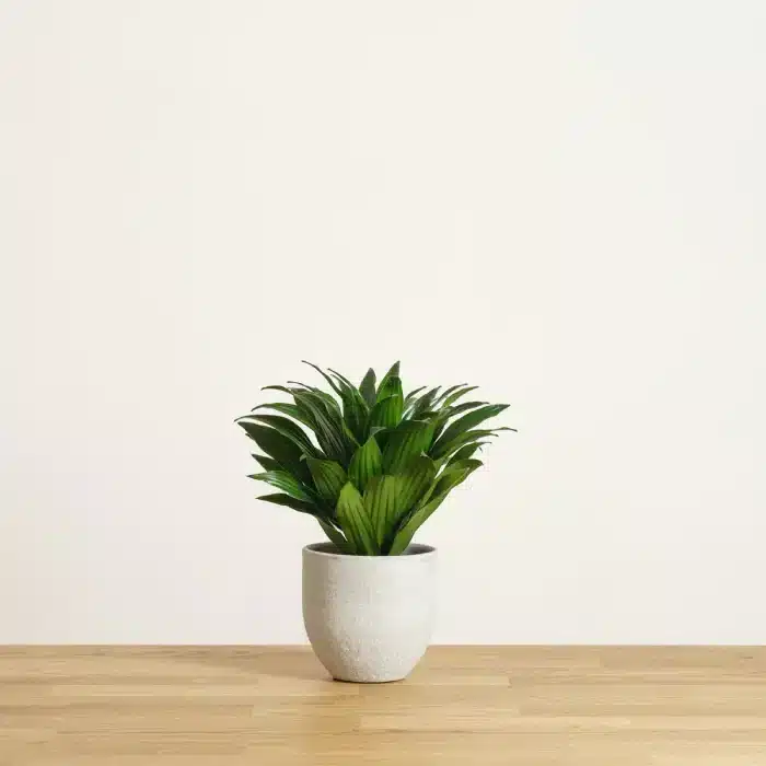 dracena compacta small