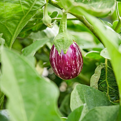 egg plant grensouq.ae