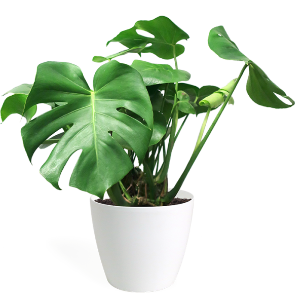 Monstera deliciosa, the Hurricane or Swiss Cheese Plant | Green Souq UAE