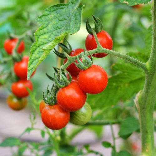 tomato plant