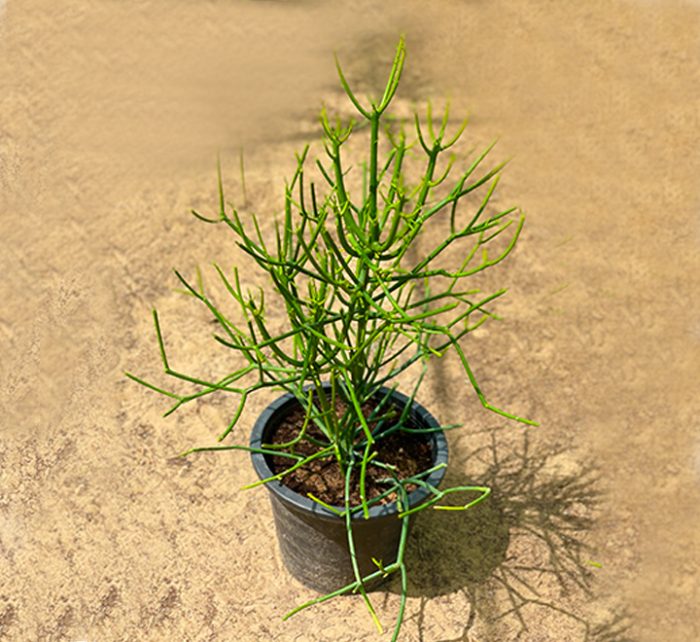 Euphorbia tirucalli or Pencil Cactus 50-70cm