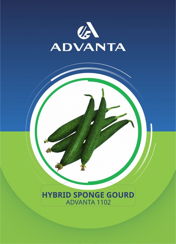 Advanta 1102 Hybrid Sponge Gourd