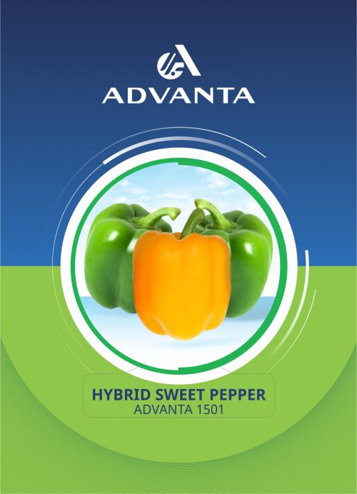 Advanta 1501 Hybrid Sweet Pepper