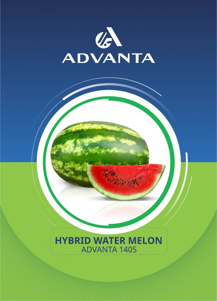Advanta 1405 Hybrid Watermelon