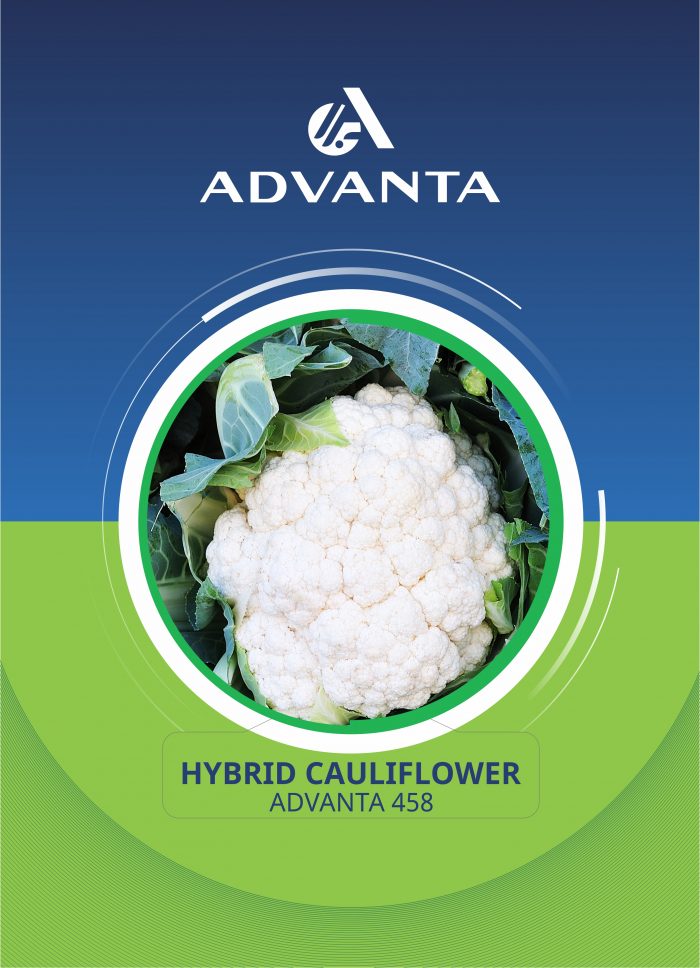 Advanta 458 Hybrid Cauliflower