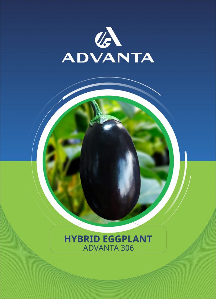Advanta 306 Hybrid Eggplant