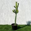 Euphorbia lactea or Dragoon bones tree