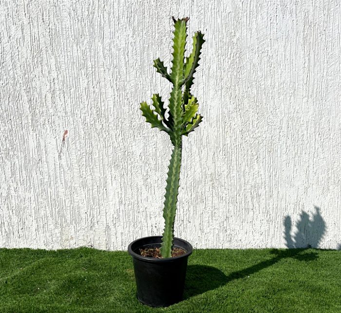 Euphorbia lactea or Dragoon bones tree