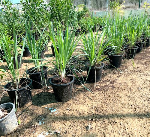 Lemon Grass or Cymbopogon citratus 40 - 60cm عشبة ليمون - Buy Online ...