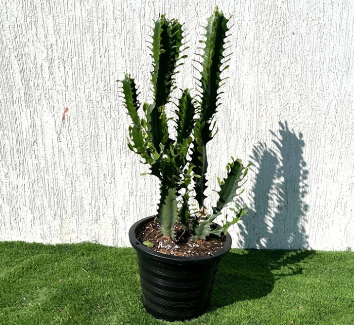 Euphorbia trigona Greensouq