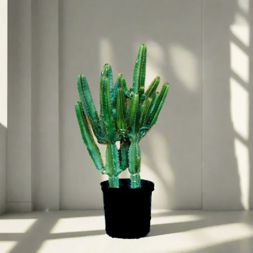 Candelabra Cactus