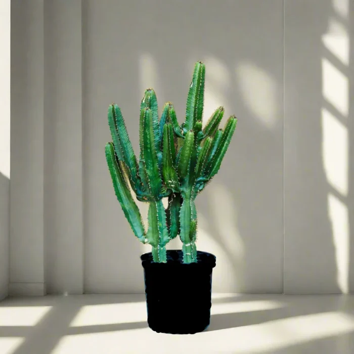 Candelabra Cactus