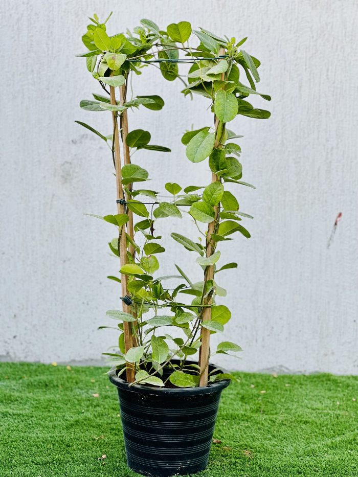 mandevilla splendens yellow bell climber green souq UAE