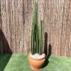 Cactus San Pedro Greensouq