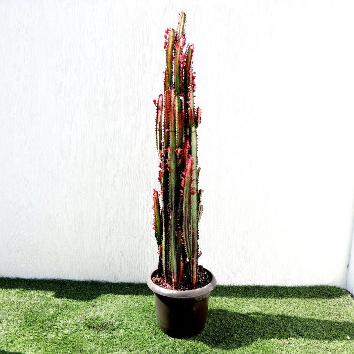 Trigona Rubra Greensouq