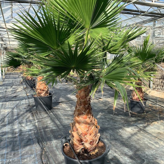 Washingtonia robusta “Mexican Fan Palm” Greensouq