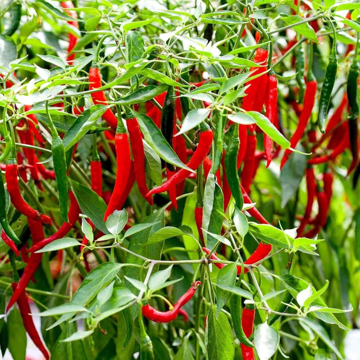 hot chilli plant greensouq