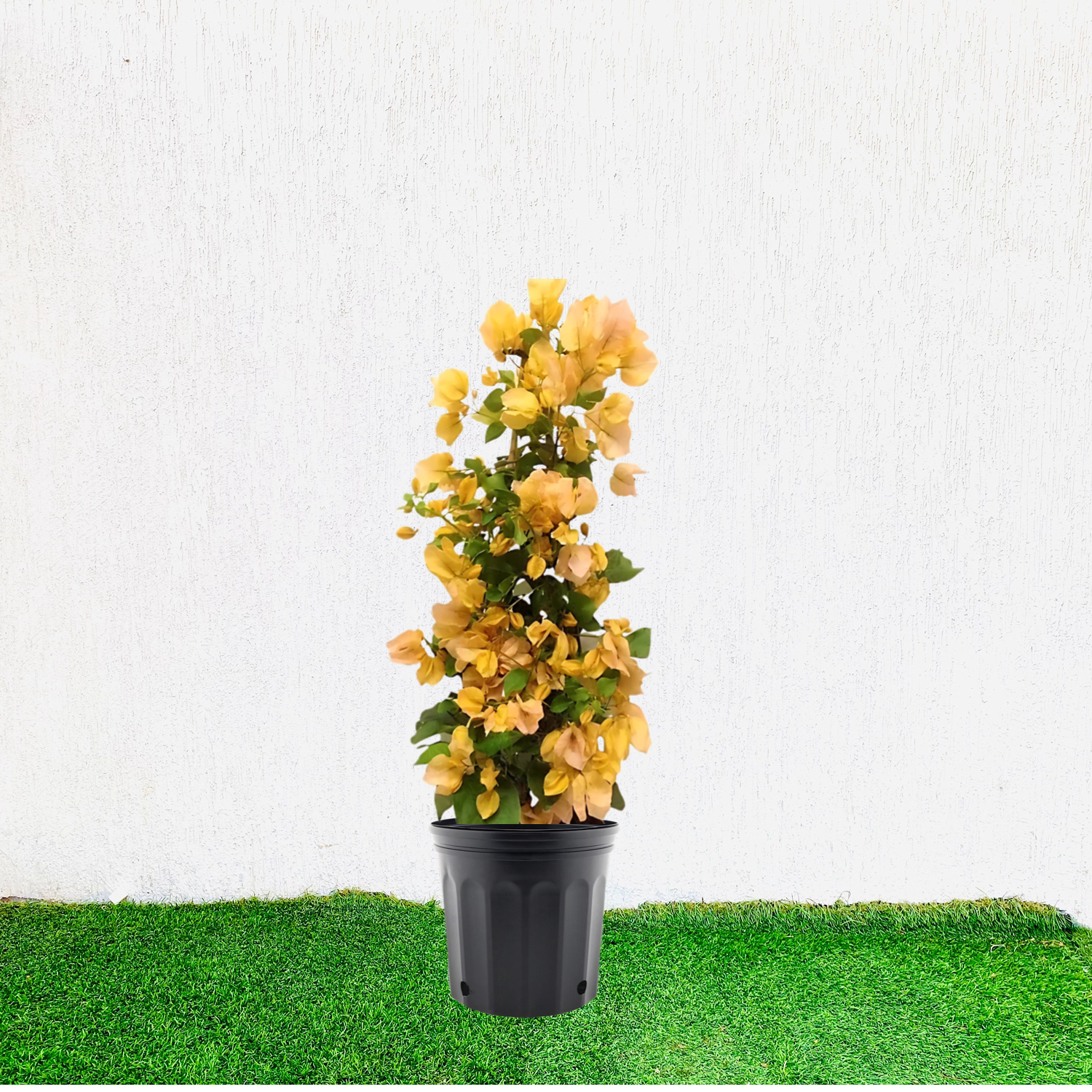 Bougainvillea Gold