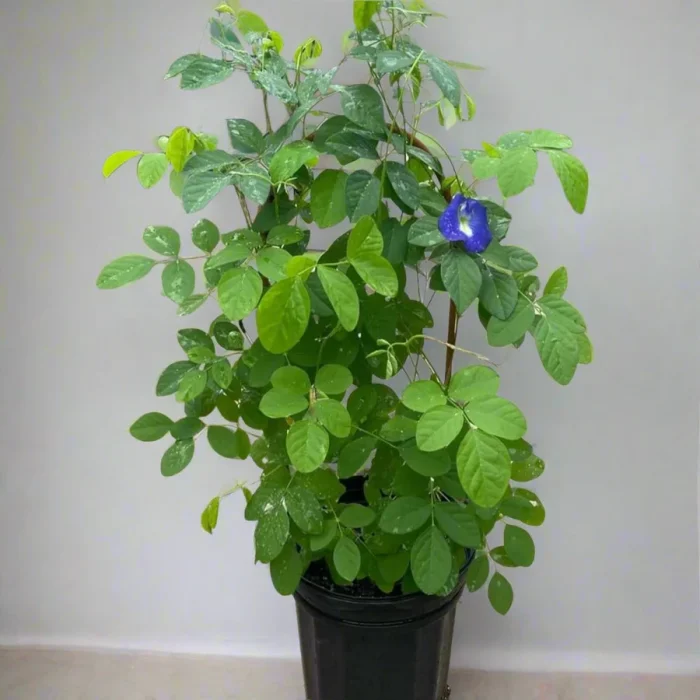 clitoria greensouq