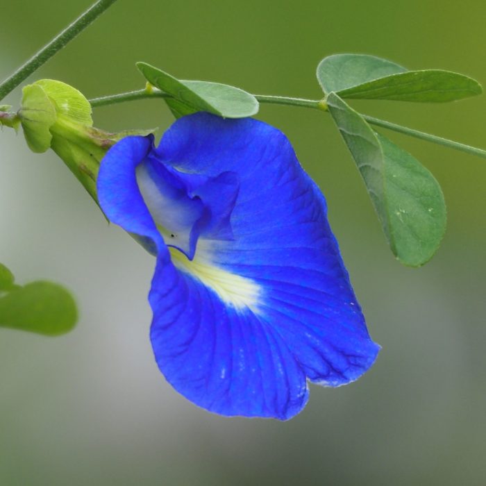 clitoria greensouq