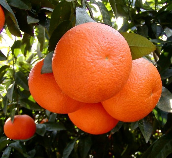 Mandarin Plant "Pakistan's Best Mandarin" Green Souq