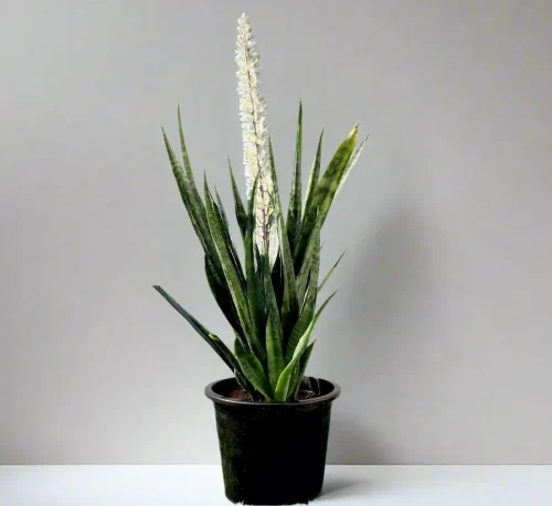 Sansevieria Green Zeylanica