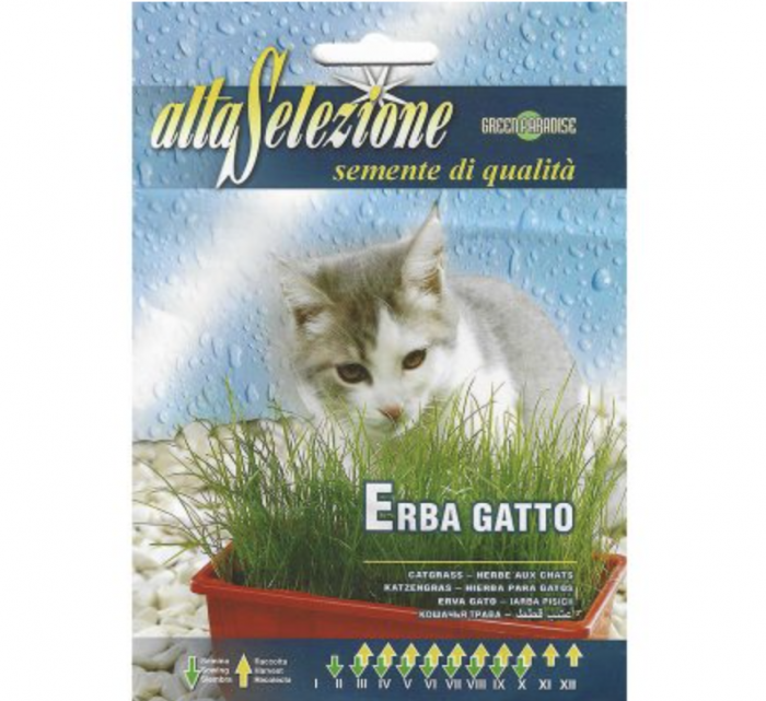 Grass for Cat "Erba Gatto" Seeds by Alta Selezione Green Souq
