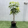 Mango Plant "Sindhri Pakistan" One of The World's Best Mangoes Green Souq