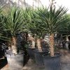 Yucca Filifera "Yucca Aloifolia" Green Souq