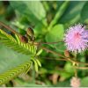 Mimosa pudica "Touch-me-not" Green Souq