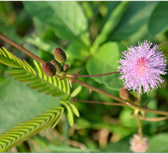 Mimosa pudica "Touch-me-not" Green Souq