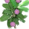 Mimosa pudica "Touch-me-not" Green Souq