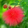 Red Powder Puff "Calliandra Haematocephala Hassk" Green Souq