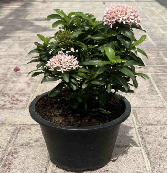 Ixora chinensis "Pink" Green Souq