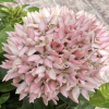 Ixora chinensis "Pink" Green Souq