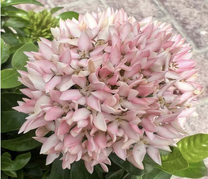 Ixora chinensis "Pink" Green Souq