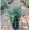 Spanish Dagger "Yucca Gloriosa" Green Souq