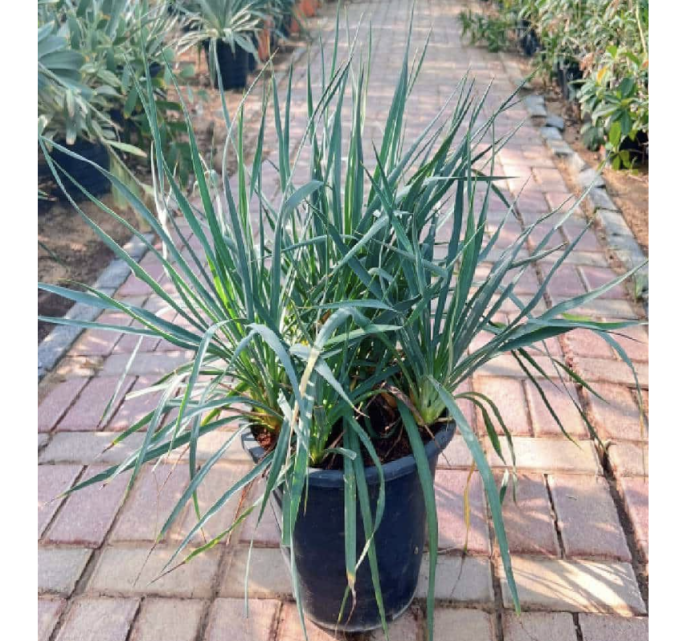 Spanish Dagger "Yucca Gloriosa" Green Souq