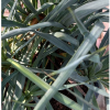 Spanish Dagger "Yucca Gloriosa" Green Souq