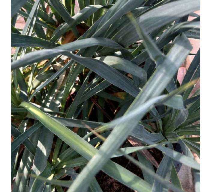 Spanish Dagger "Yucca Gloriosa" Green Souq