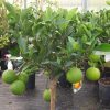 Citrus "Orange Sinensis Spain" Green Souq