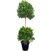 Ficus diversifolia "Two Heads" 1.0 - 1.3m Green Souq